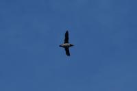dsc_7926_t1.jpg